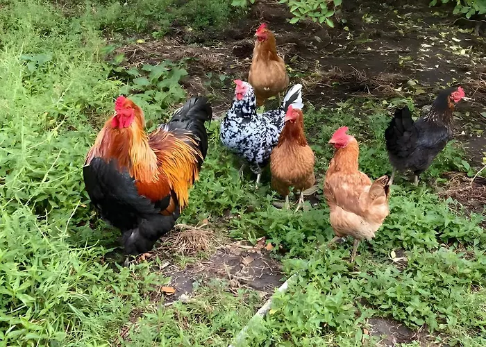 Bed and Breakfast La Ruche - Coquelicot