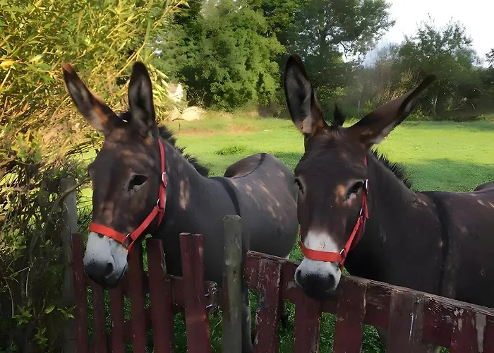 Bed and Breakfast La Ruche - Coquelicot Mauriac (Cantal)